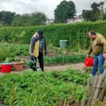 volunteers working in garden