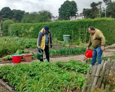 volunteers working in garden