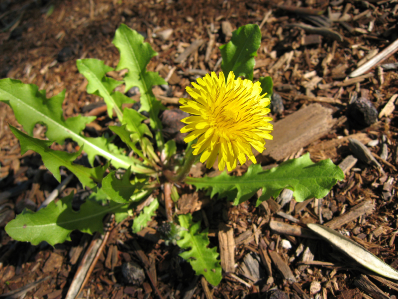 What is a weed? - Greener Kirkcaldy