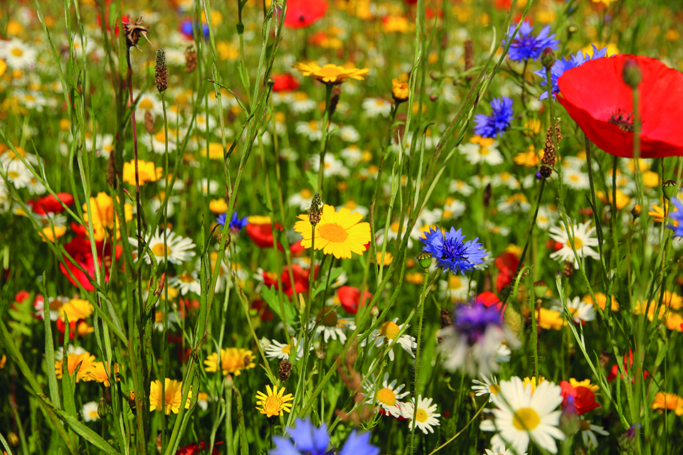 Wild Flowers Wild Walk Greener Kirkcaldy