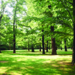 Trees