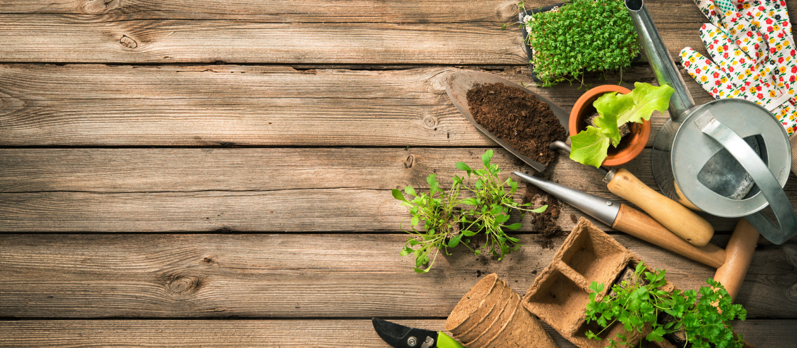 Gardening tools, seeds and soil on wooden table. Spring in the garden