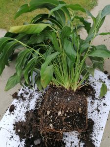 Peace Lily out of pot