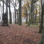 cycling at Beveridge park