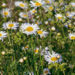 thriving in nature - daises