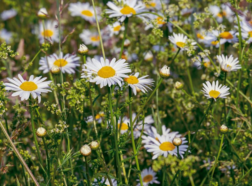 thriving in nature - daises