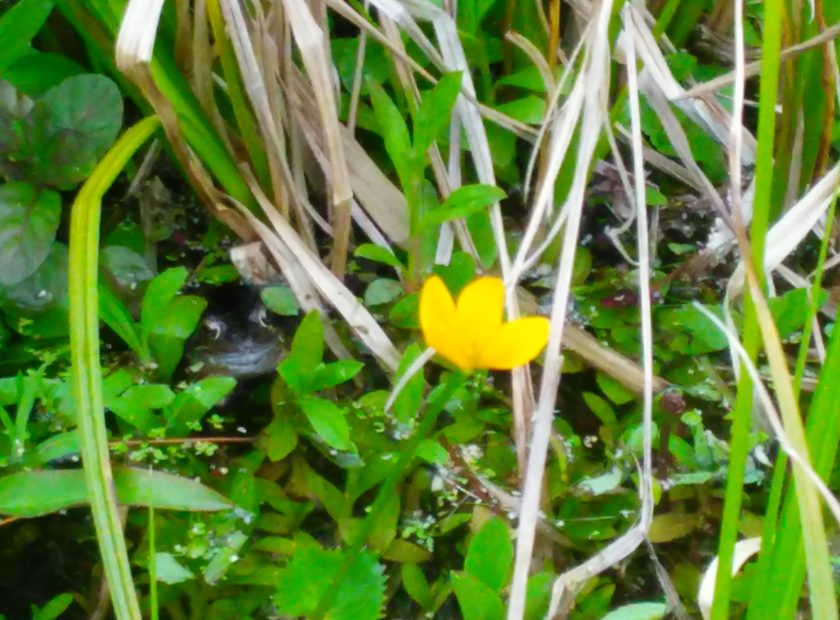 peeping frog