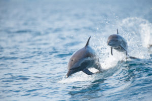 dolphins