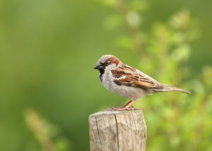 wild sparrow