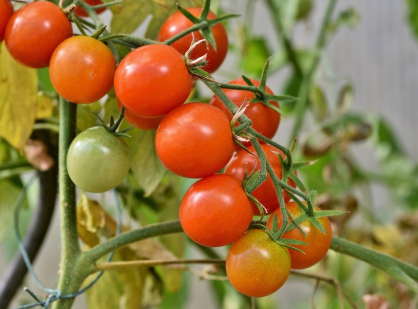 Reflection tomatoes