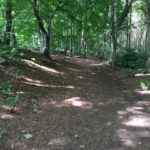 Woodland walk