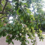 Plum tree