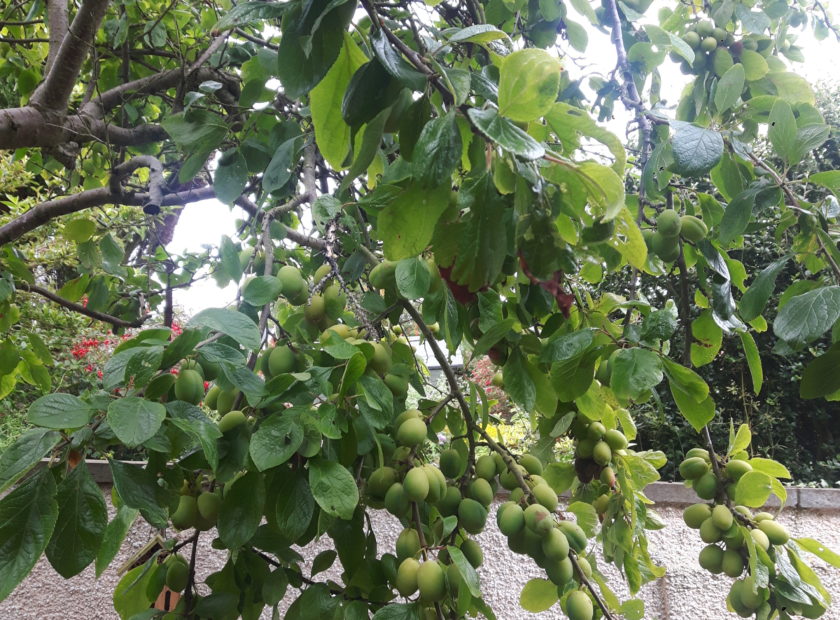 Plum tree