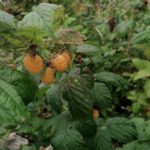 Autumn Raspberries