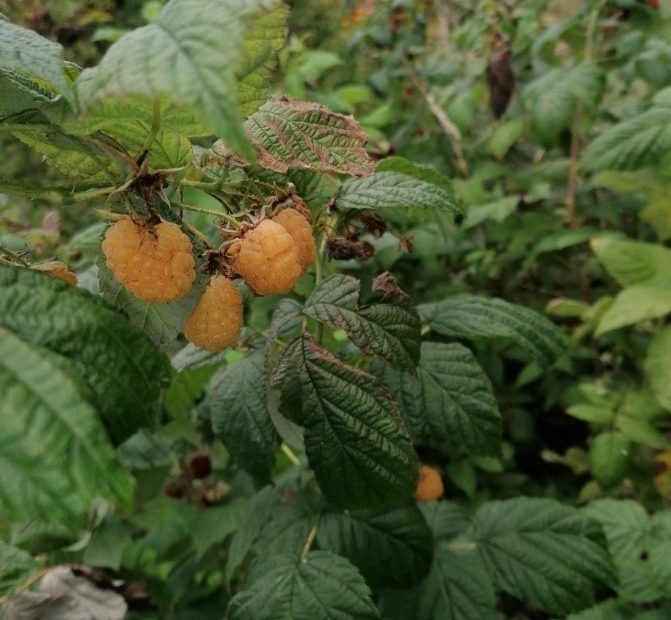 Autumn Raspberries