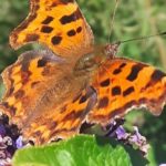 Comma Butterfly
