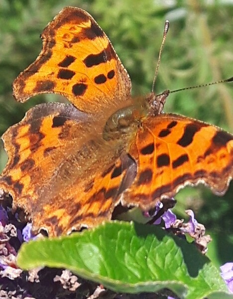 Comma Butterfly