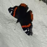 Red Admiral