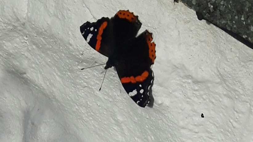 Red Admiral