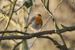 Robin