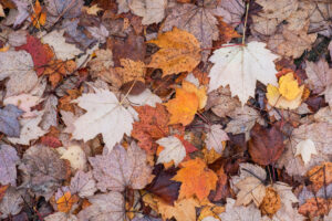 Autumn Leaves