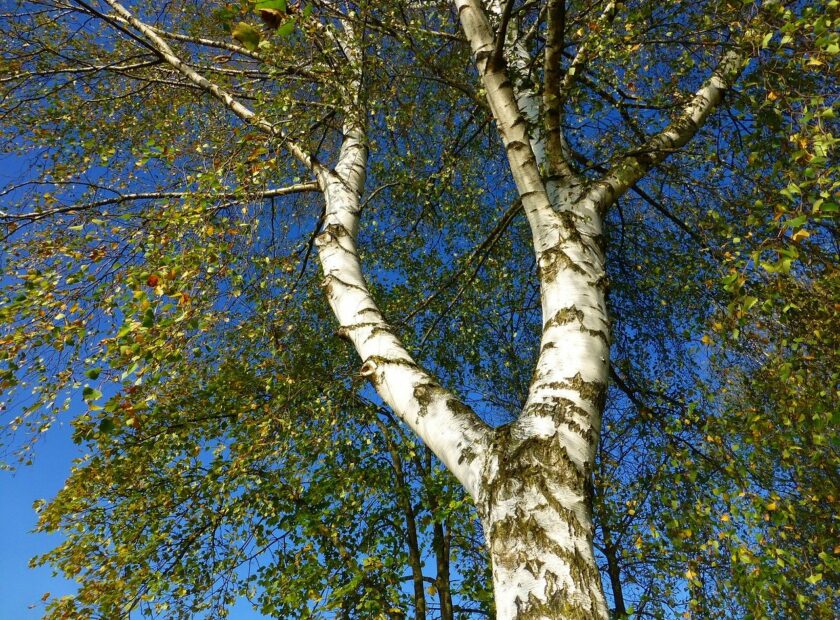 silver birch