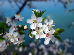 cherry blossom