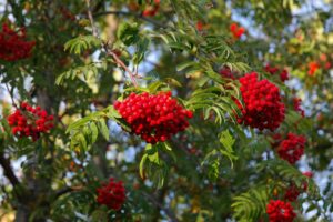 mountain ash rowan