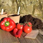 grown your own at home kit - tomatoes, chillies and peppers