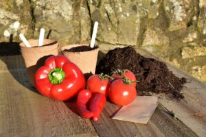 grown your own at home kit - tomatoes, chillies and peppers