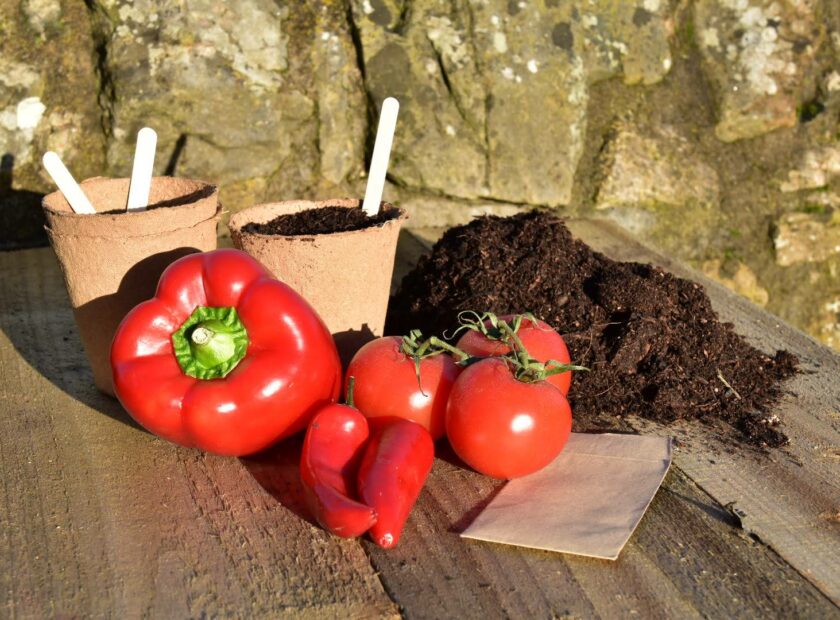 grown your own at home kit - tomatoes, chillies and peppers