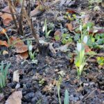 February at Ravenscraig Snowdrops