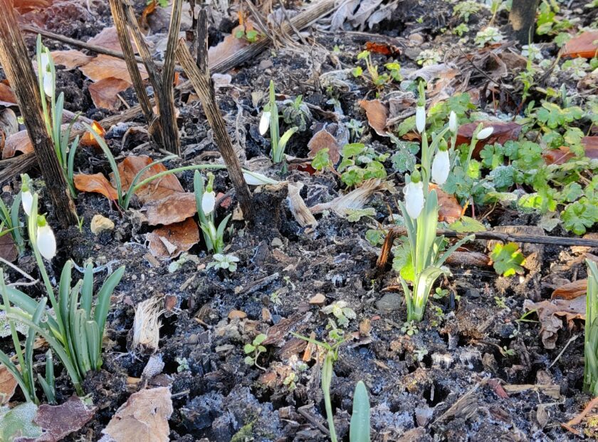 February at Ravenscraig Snowdrops