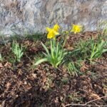 march at ravenscraig - daffodils