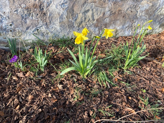 march at ravenscraig - daffodils