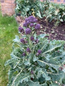 march at ravenscraig - purple sprouting broccoli