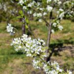 april at ravenscraig - blossom