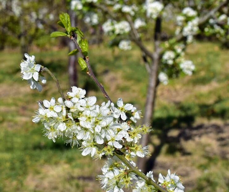 april at ravenscraig - blossom