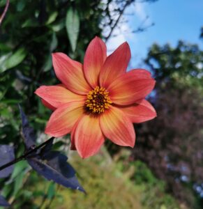 Dahlia 'Schippers Bronze'