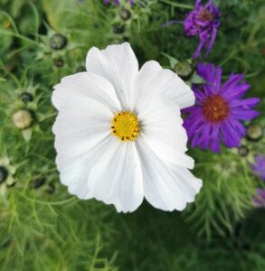 Cosmos bipinnatus 'Purity'