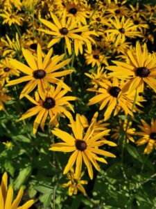 Rudbeckia 'Goldsturm'