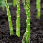 Asparagus