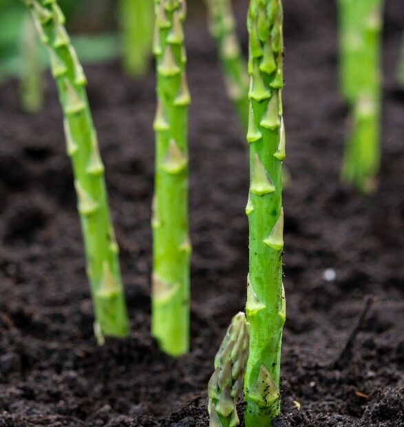 Asparagus