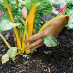 chard at efp - fife food summit