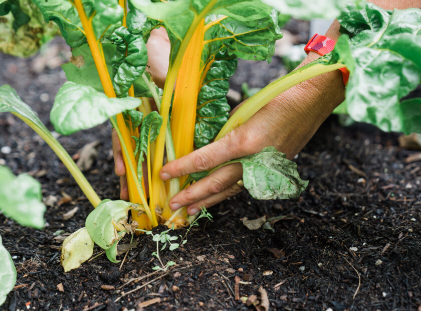 chard at efp - fife food summit