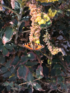 Woodland walk - Painted lady butterfly, beautiful and mesmerising.