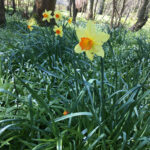 woodland walks - Daffodils full of vibrant colours