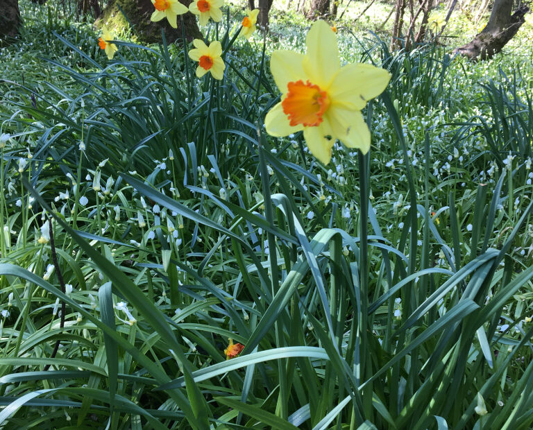 woodland walks - Daffodils full of vibrant colours