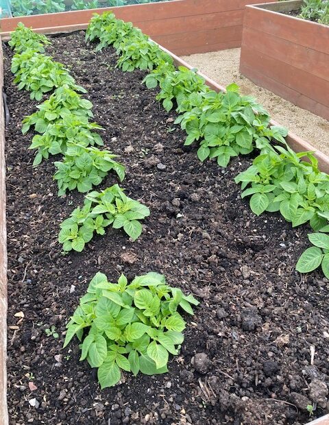 May at Ravenscraig - Potatoes in raised bed