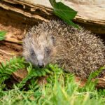 hedgehog - learning to love wildlife in the garden